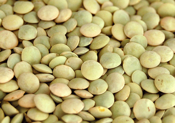 Green Lentil (LAIRD)